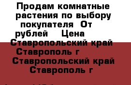 Продам комнатные растения по выбору покупателя. От 500 рублей, › Цена ­ 500 - Ставропольский край, Ставрополь г.  »    . Ставропольский край,Ставрополь г.